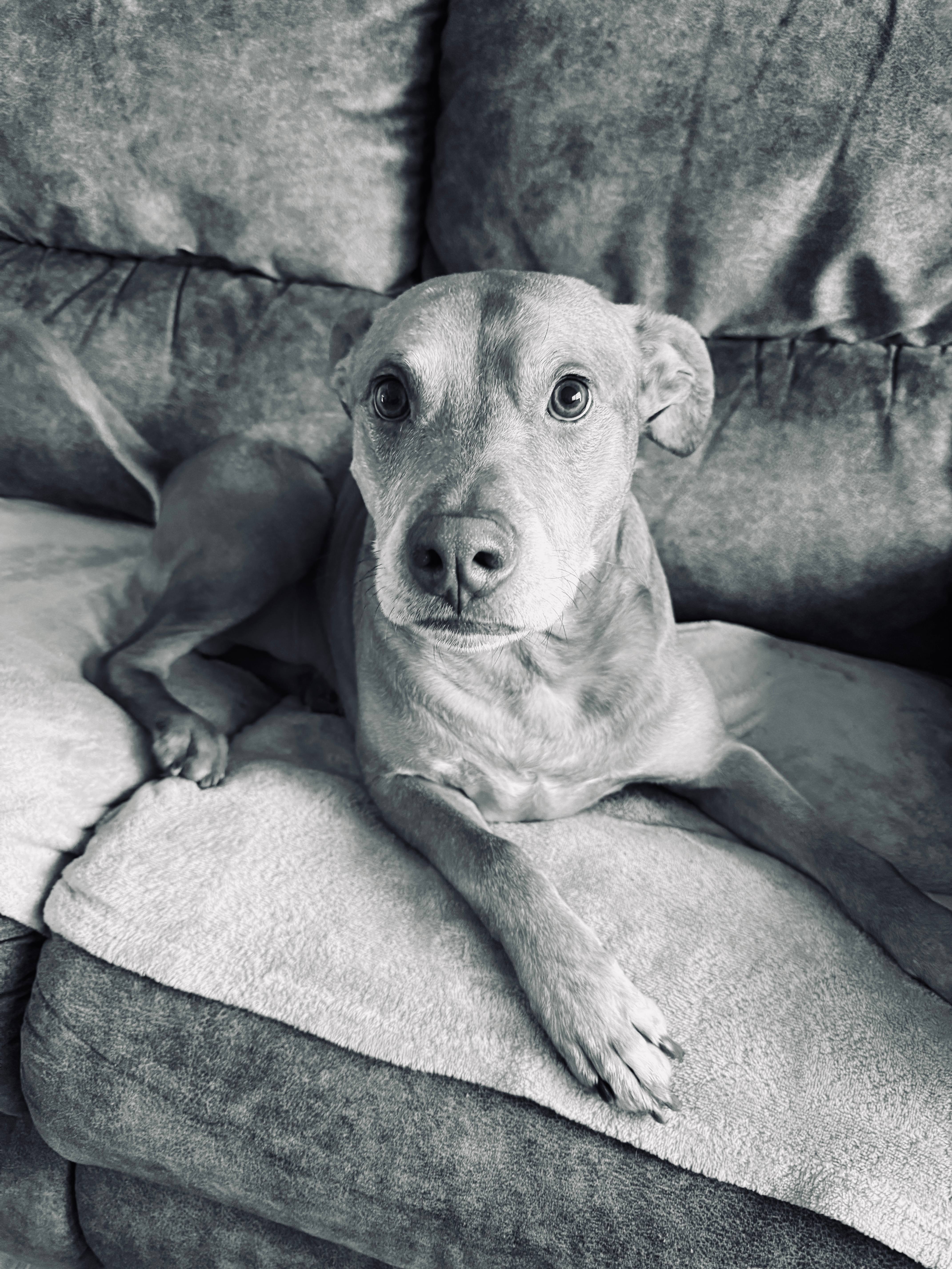 Milo relaxing on the couch